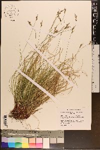 Carex albicans var. albicans image