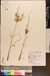 Cyperus iria image