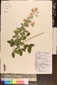 Lespedeza bicolor image