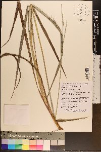 Paspalum floridanum image