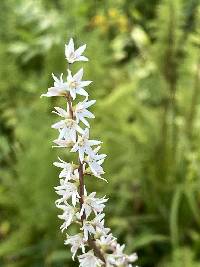 Stenanthium gramineum image