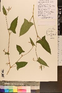 Persicaria arifolia image