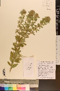 Lespedeza capitata image