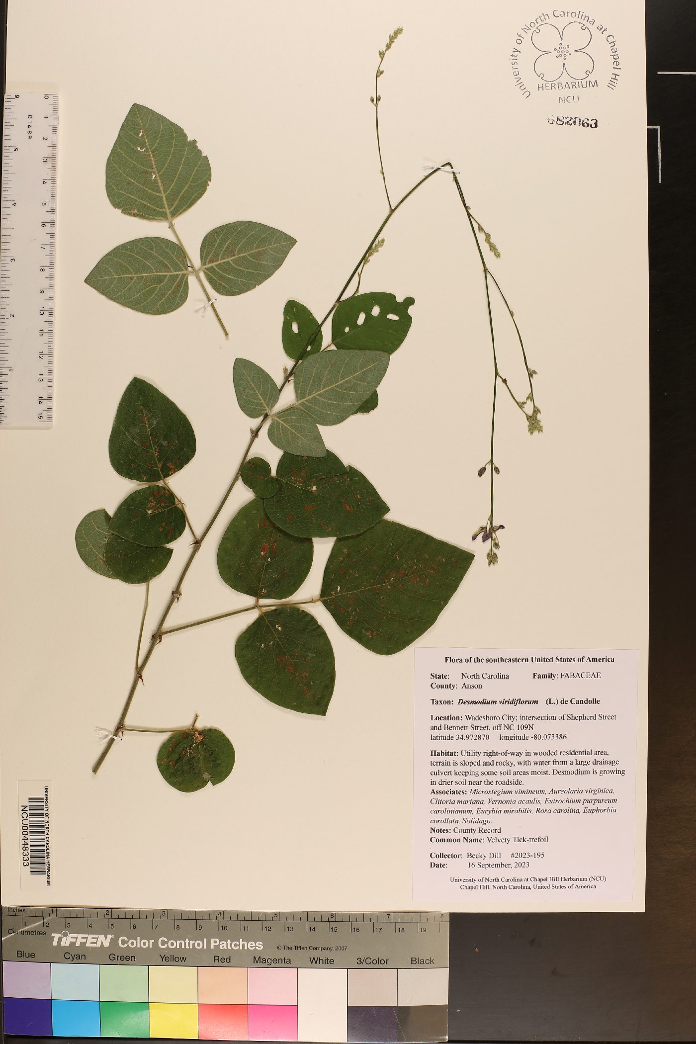 Desmodium viridiflorum image