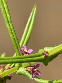 Ammannia coccinea image