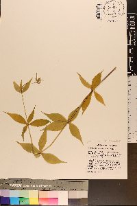 Silene stellata image