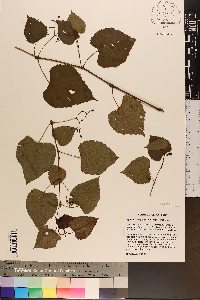 Ampelopsis cordata image