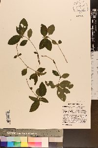 Ruellia caroliniensis var. nanella image