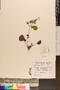 Cardamine flagellifera image