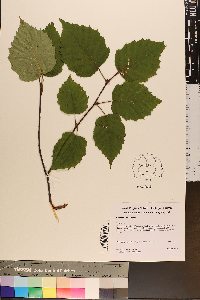 Betula cordifolia image