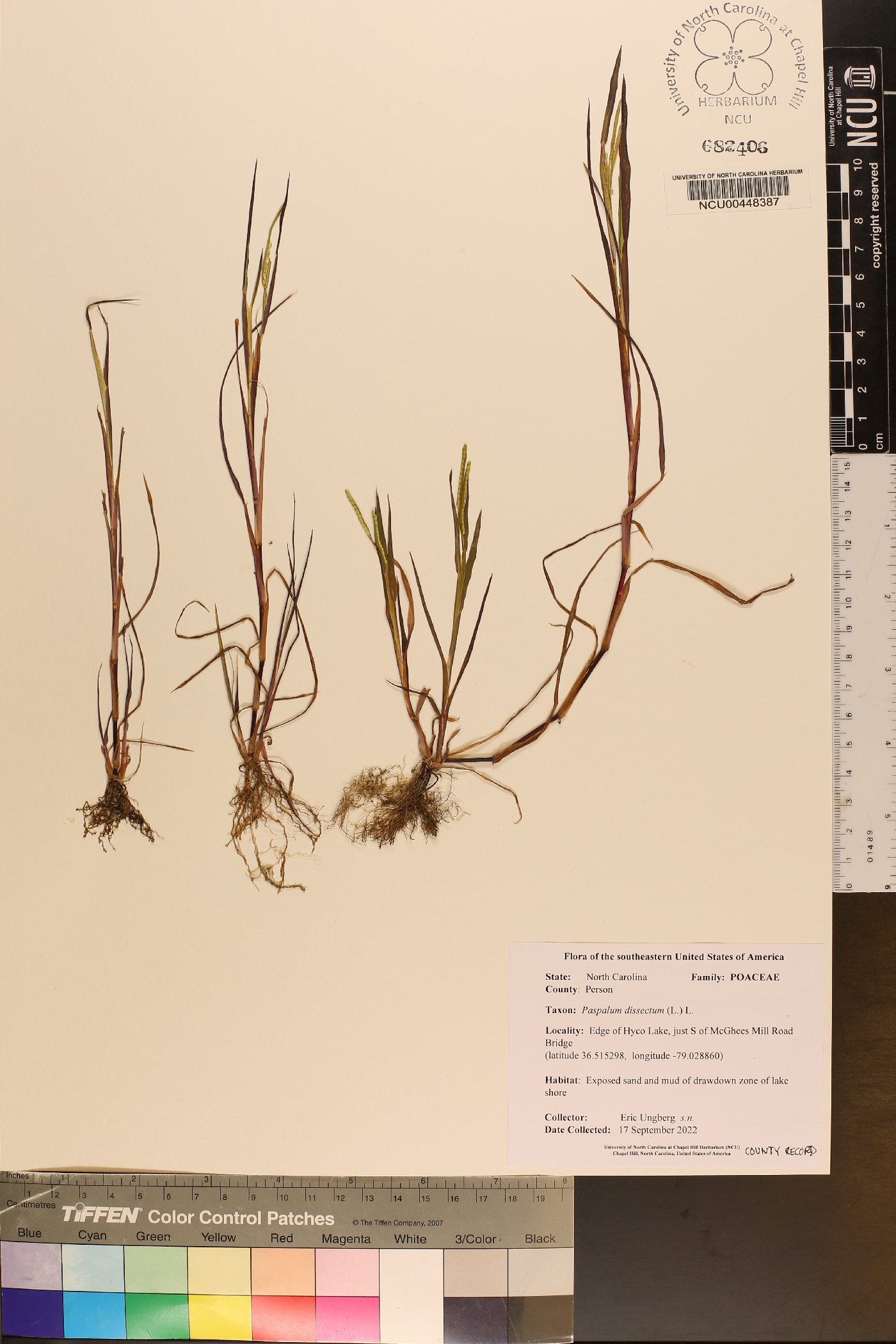 Paspalum dissectum image