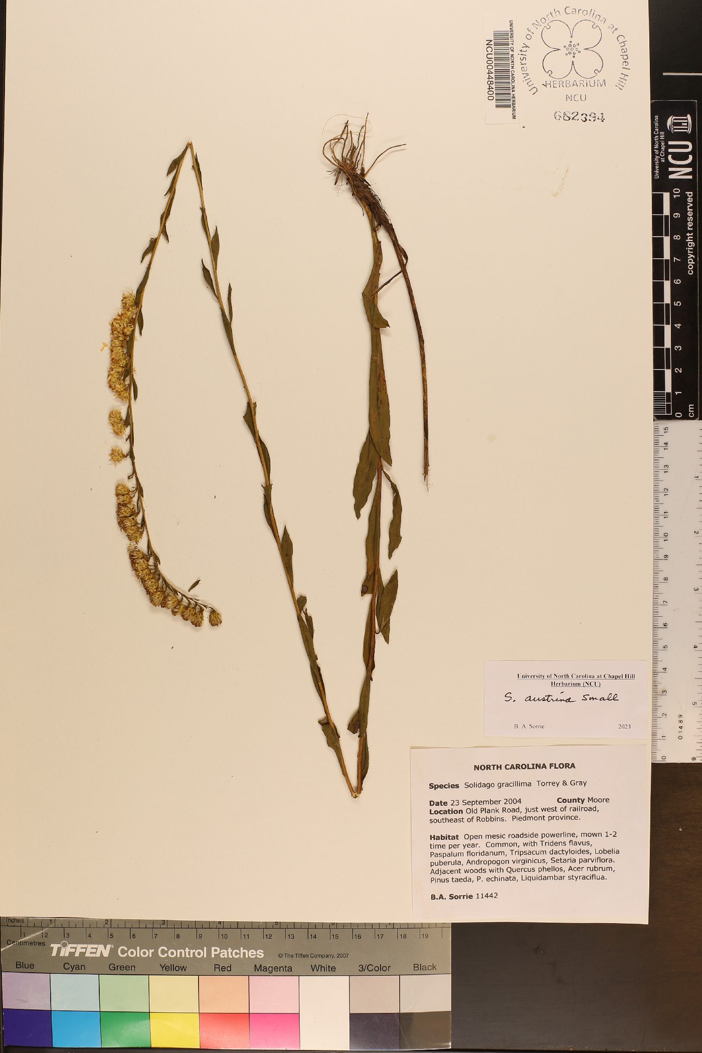 Solidago austrina image