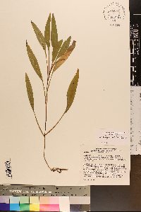 Solidago austrina image