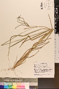 Eustachys petraea image