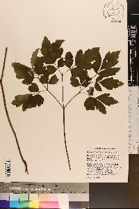 Actaea racemosa image