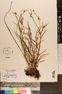 Carex corrugata image