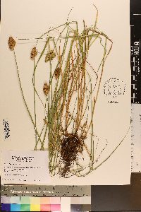 Carex albolutescens image