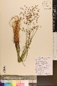 Juncus diffusissimus image