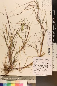 Panicum dichotomiflorum var. puritanorum image