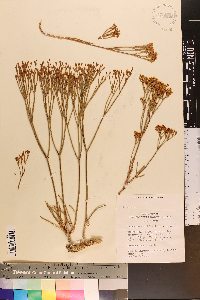 Eriogonum viridulum image