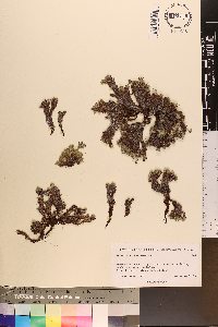 Eritrichium chamissonis image