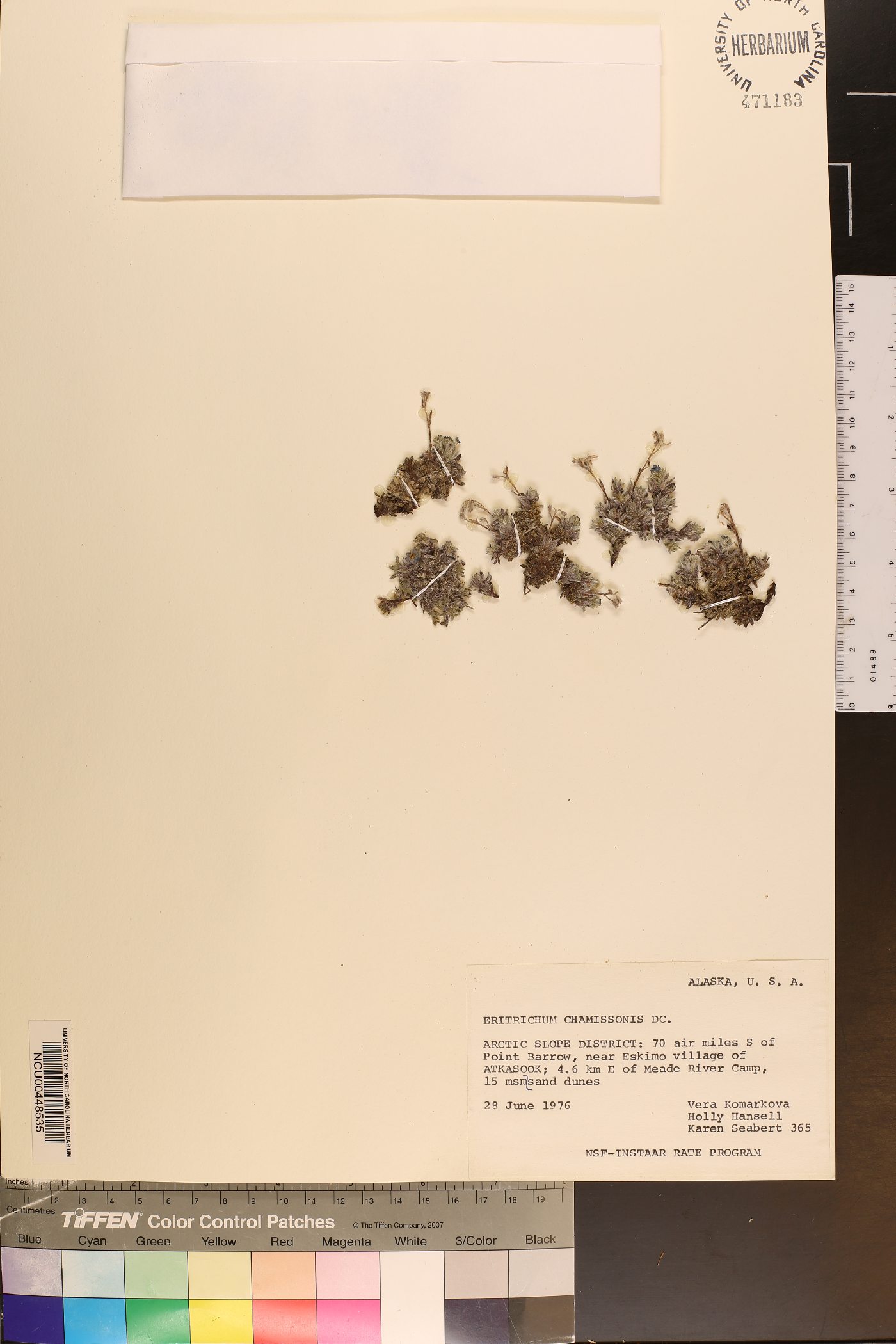 Eritrichium chamissonis image