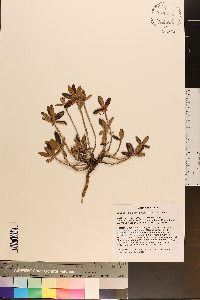 Phialanthus myrtilloides image