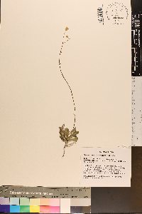 Sachsia polycephala image