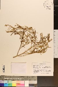 Croton linearis image