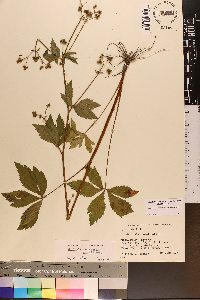 Sanicula canadensis var. grandis image