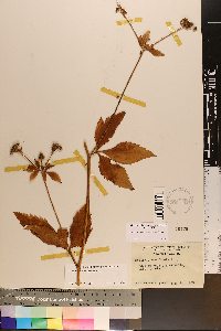 Sanicula canadensis var. grandis image