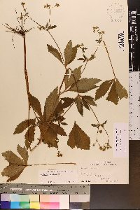 Sanicula canadensis var. grandis image