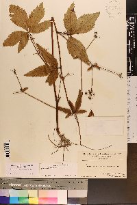 Sanicula canadensis var. grandis image