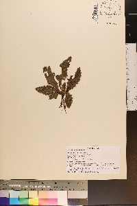 Cirsium repandum image