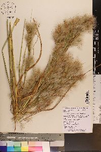 Andropogon glomeratus var. pumilus image