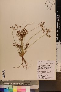 Fimbristylis miliacea image