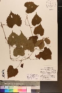 Vitis cinerea var. baileyana image