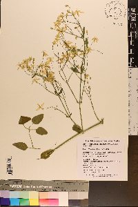 Clematis terniflora image