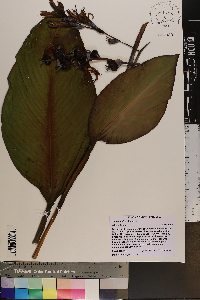 Canna indica image