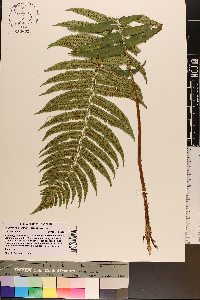 Polystichum setiferum image