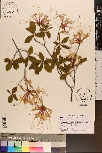 Rhododendron periclymenoides image