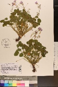 Oxalis articulata image