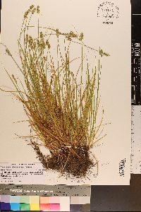 Carex retroflexa image