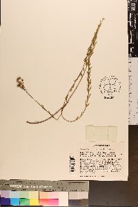 Linum macrocarpum image