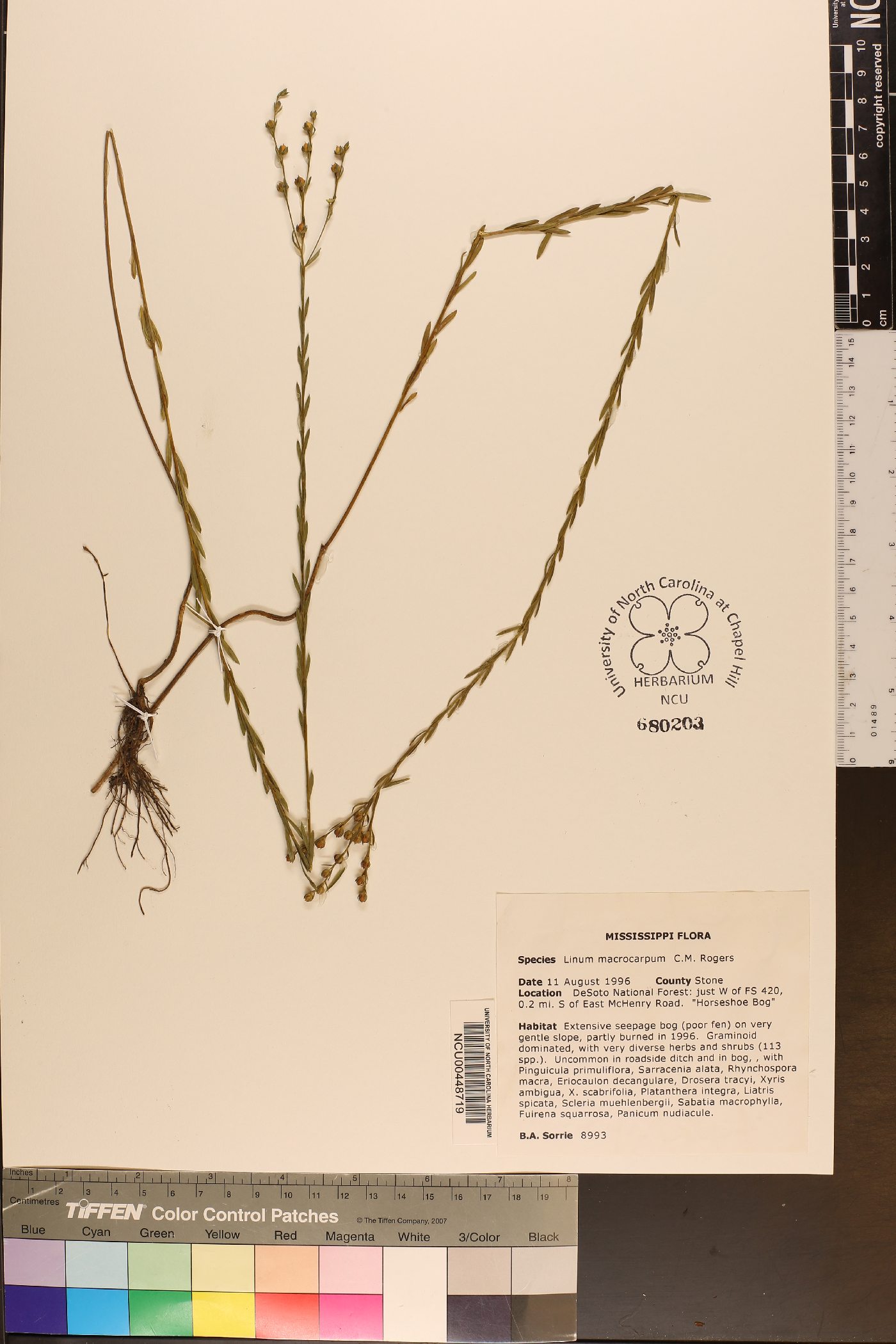 Linum macrocarpum image