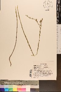 Linum macrocarpum image