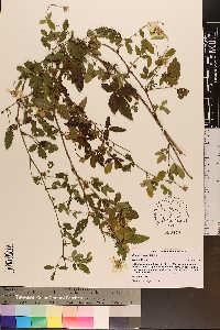 Rubus trivialis image