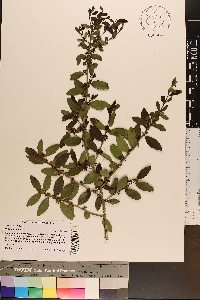 Ilex vomitoria image