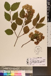 Viburnum dentatum var. lucidum image