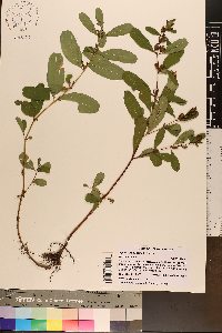Triadenum walteri image